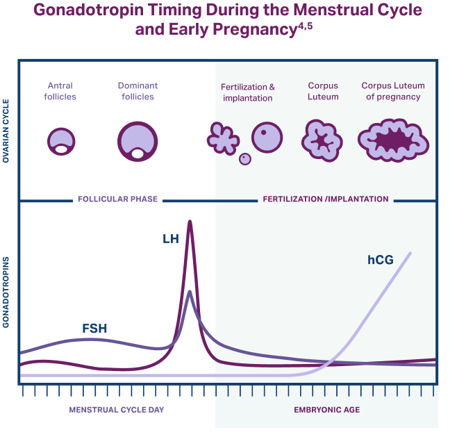 cycle with conception